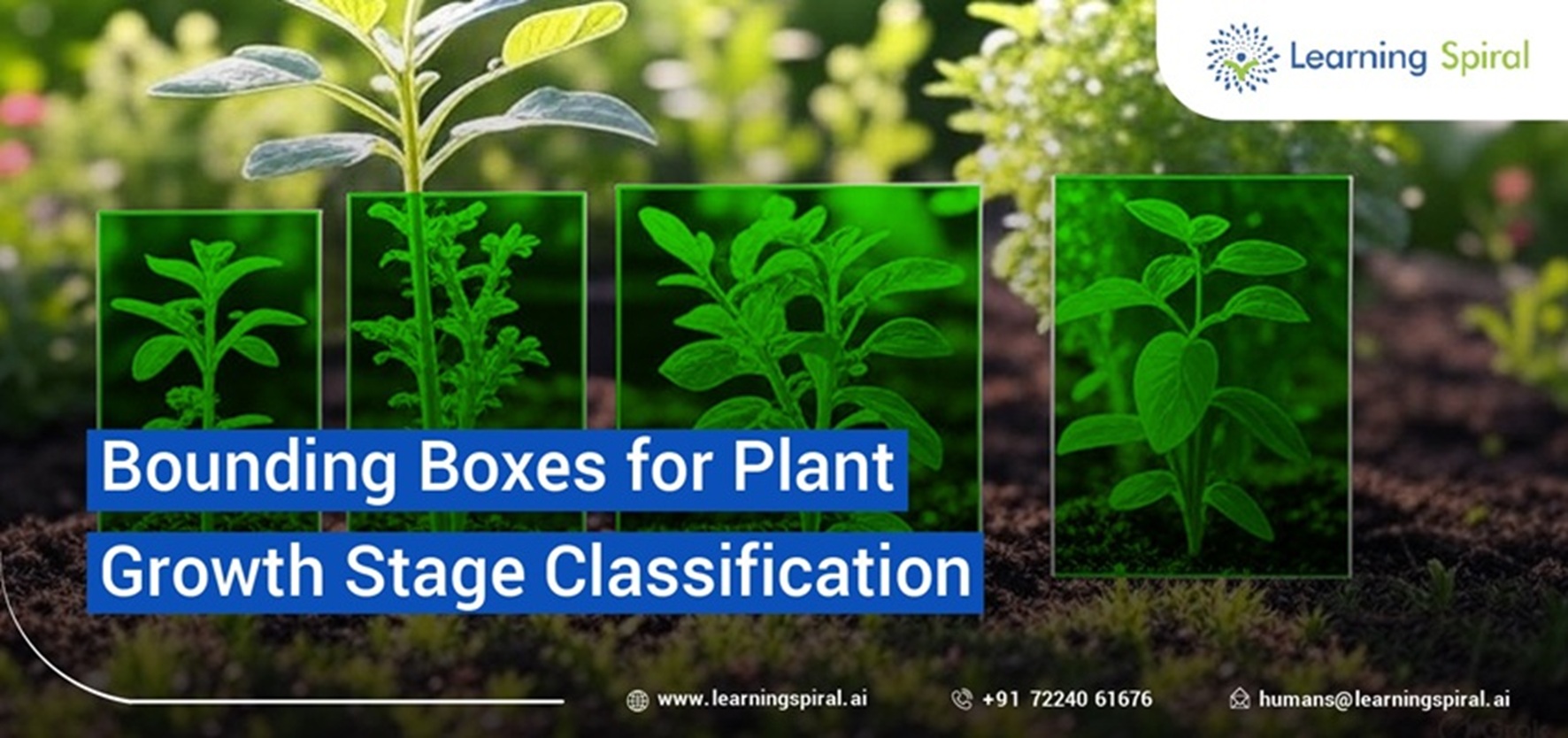 High-resolution plant images with bounding boxes for growth stage classification to improve precision agriculture and yield prediction.