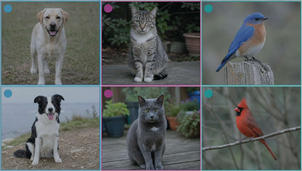 Classification